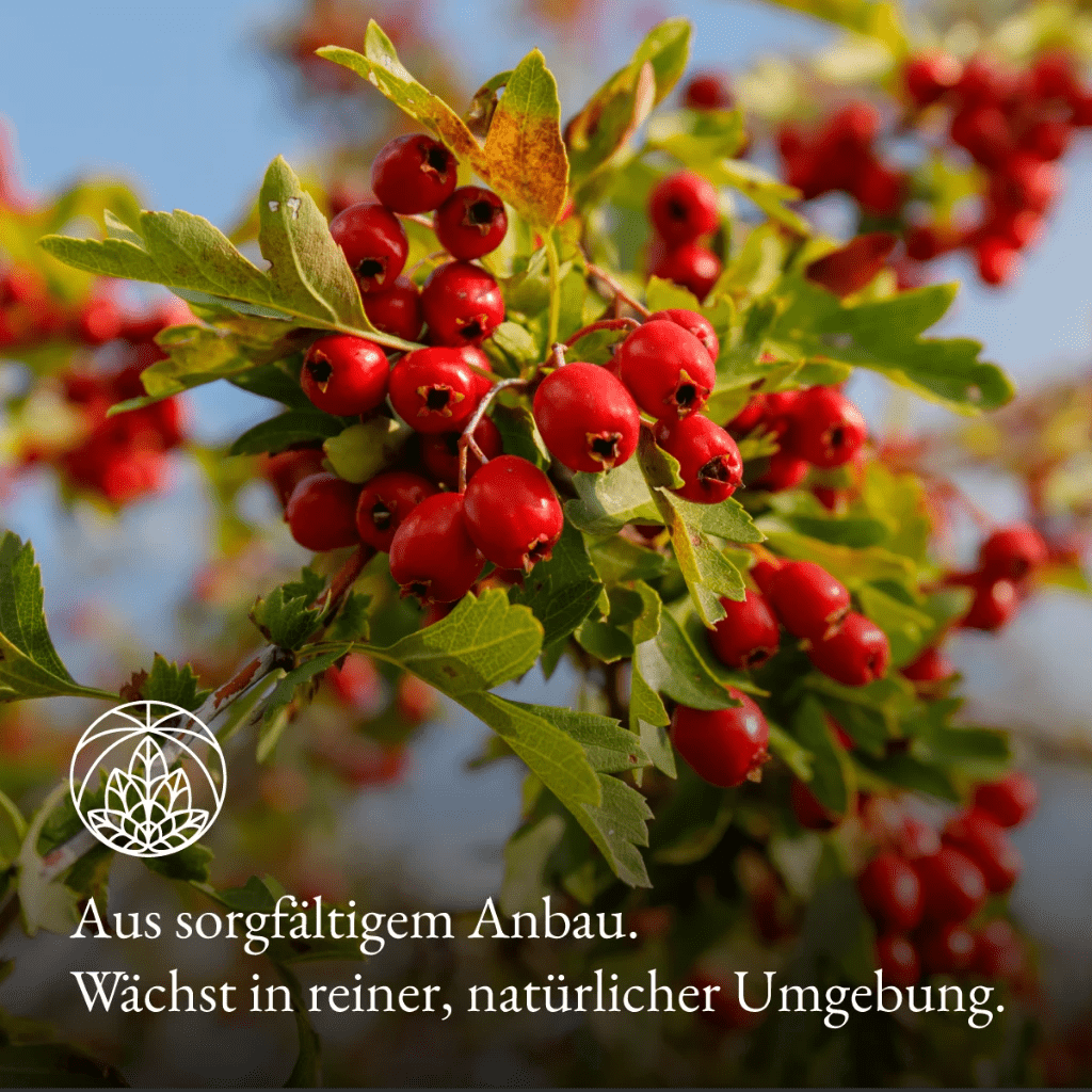 Weißdorn Tee (300g)
