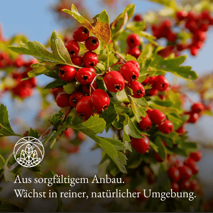 Weißdorn Tee (300g)